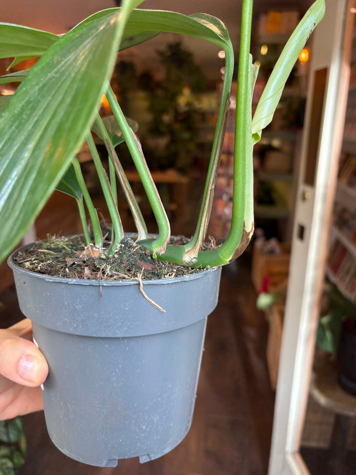 A Rhaphidophora decursiva  with long leaves in a gray plastic nursery pot, held by a hand in an indoor shop or greenhouse setting.