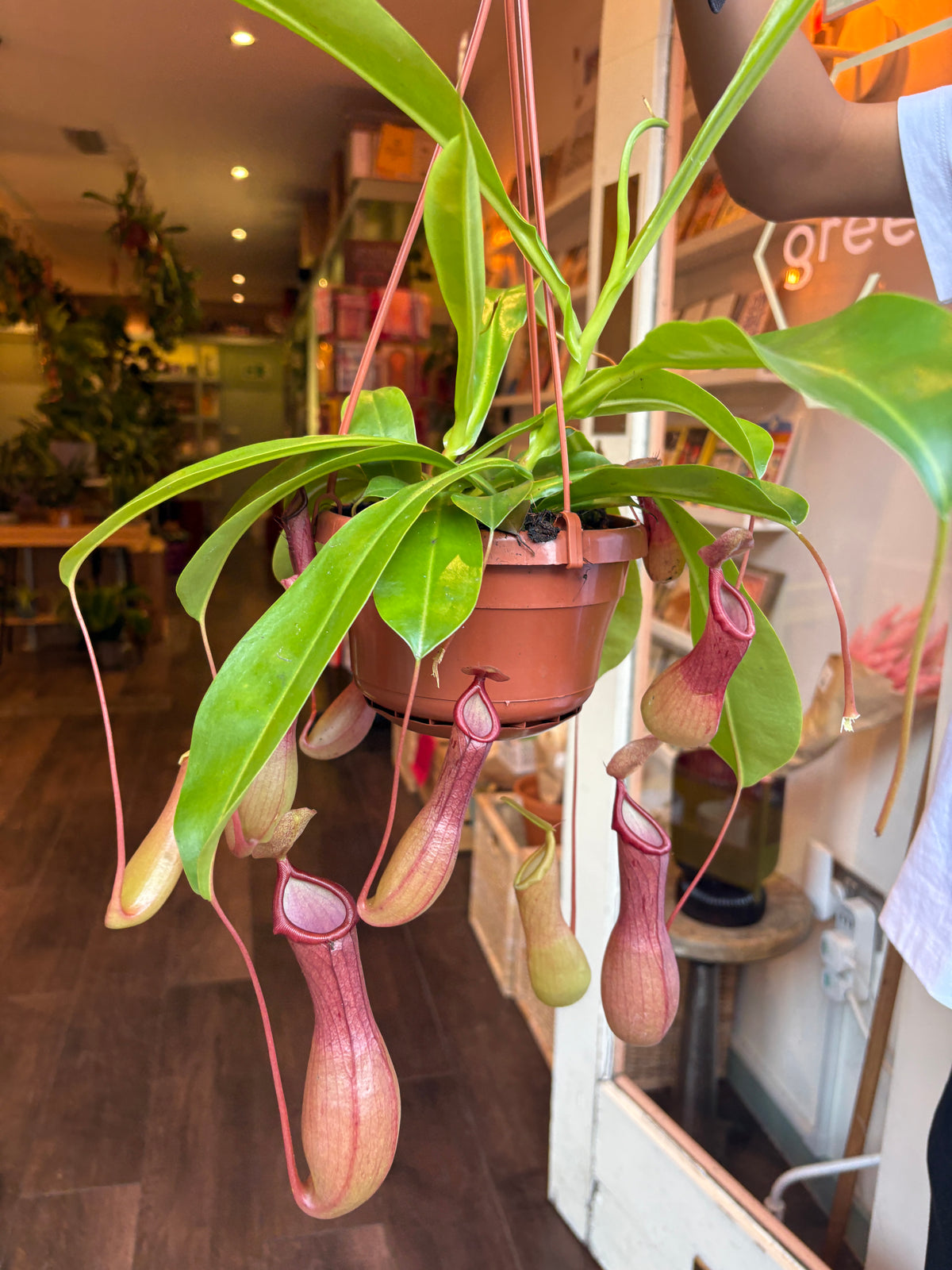 A hanging pitcher plant with green leaves and pinkish-purple trap pods in a terracotta-colored hanging pot, photographed indoors in a shop or nursery setting.