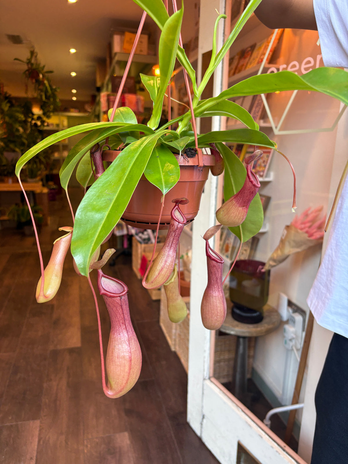 A hanging pitcher plant with green leaves and pinkish-red traps in a terracotta-colored hanging pot, photographed indoors in a shop or home setting with a person partially visible on the right.