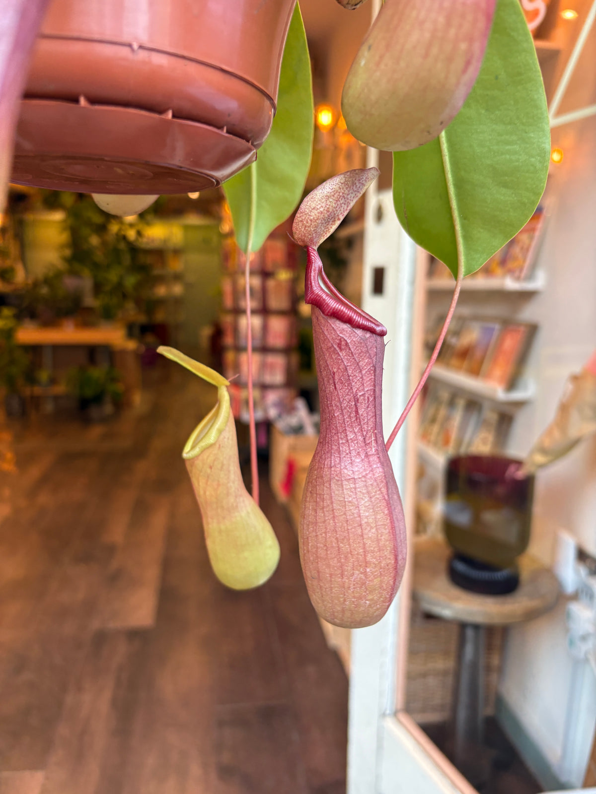 A hanging pitcher plant with pinkish-red and pale green leaves and bulbous traps, photographed indoors in a shop or home interior with blurred furniture and decor in the background.