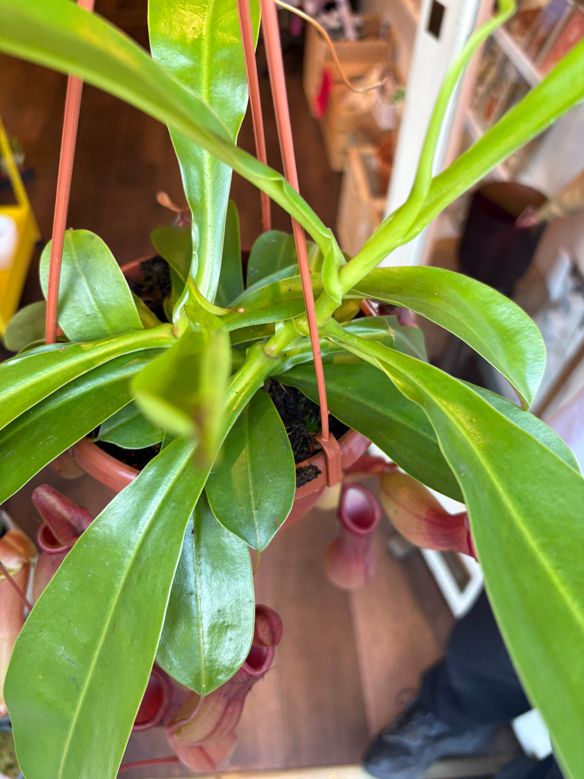 A close-up of a green carnivorous pitcher plant in a hanging pot, with reddish-brown hanging strings and a blurred indoor background.