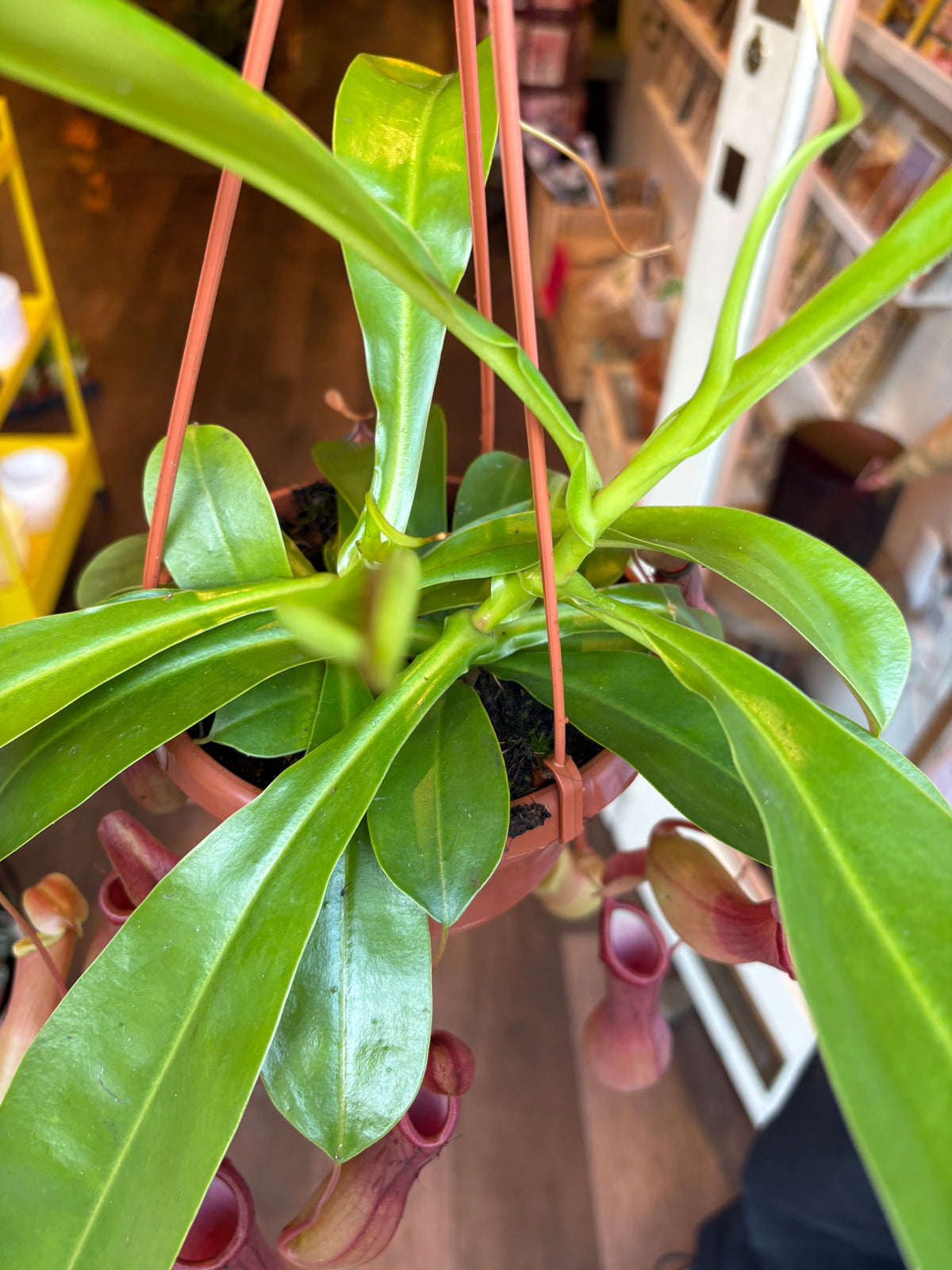 A hanging green plant with long glossy leaves and reddish pitcher-like flowers, suspended by thin orange cords in an indoor setting with shelves and wood flooring visible in the background.