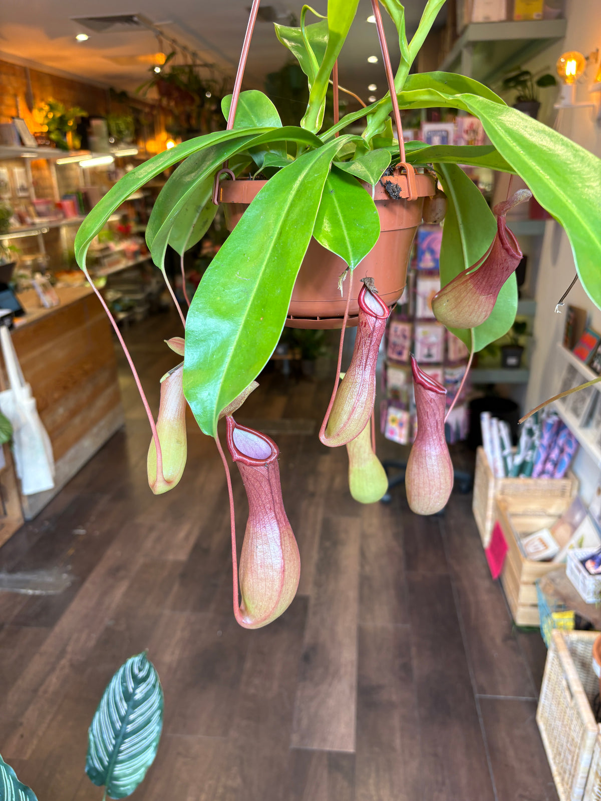 A hanging pitcher plant with green leaves and pinkish-red traps in a terracotta pot, photographed inside a retail shop with wooden floors and shelves in the background.