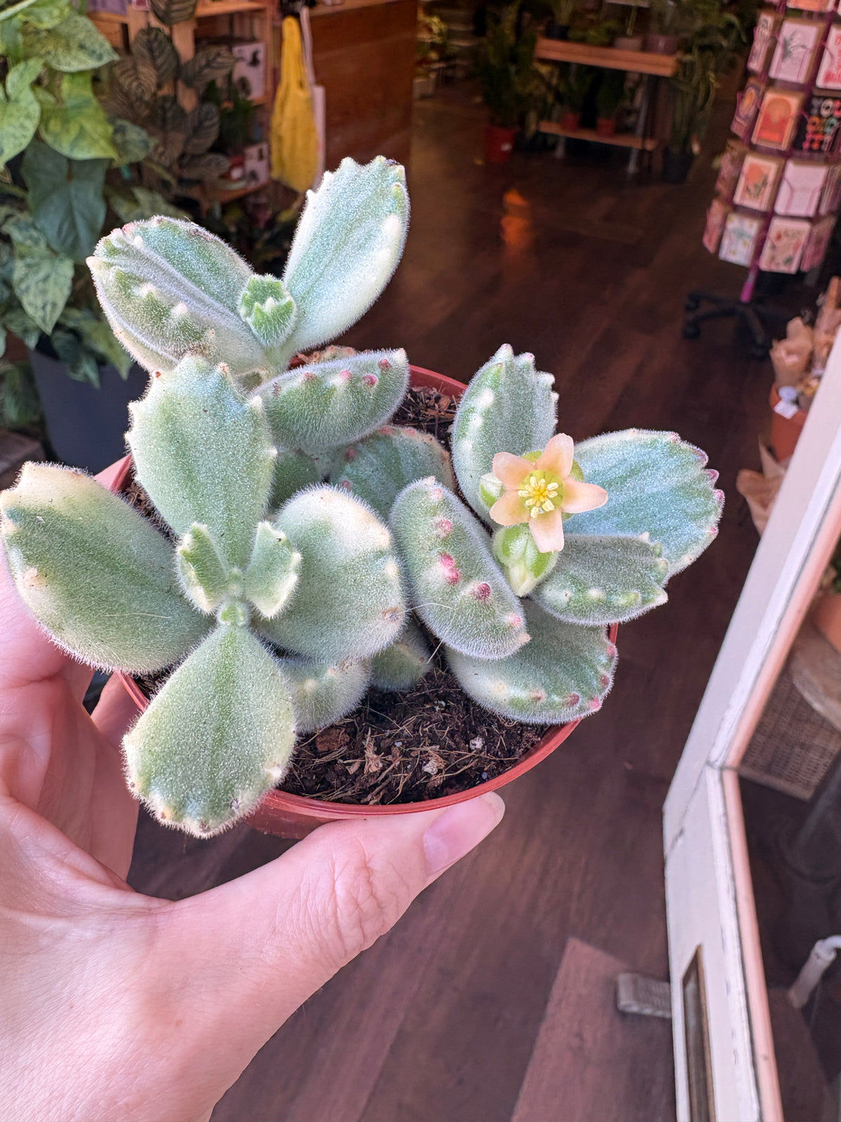 A person's hand holding a small Cotyledon ladysmithiensis ‘Variegata’ with fuzzy pale green leaves and a small peach flower, photographed in a real indoor shop environment with wooden floors and plants in the background.