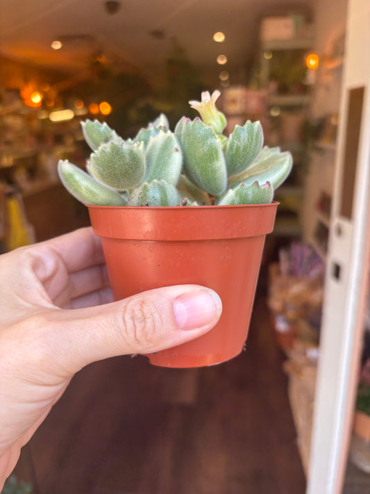 A hand holding a small Cotyledon ladysmithiensis ‘Variegata’ in a terracotta-coloured plastic pot, with a blurred indoor shop or home background.