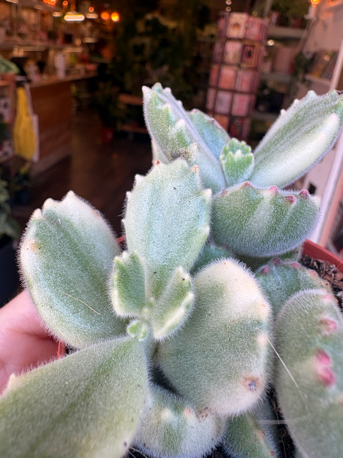 A close-up of a fuzzy green succulent plant with pale cream edges, held in a hand in front of a blurred indoor shop background.
