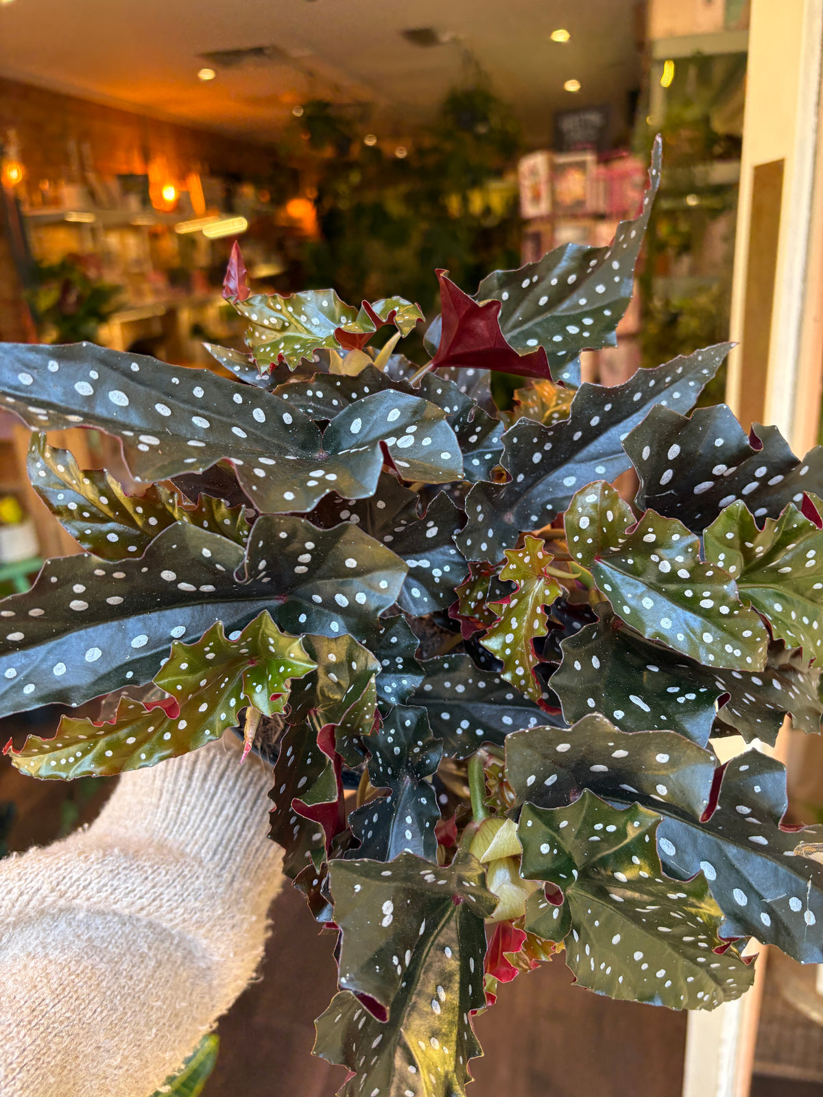 A close-up of a potted Begonia plant with dark green leaves speckled with white spots and some reddish undersides, held by a hand wearing a beige knit sleeve in an indoor setting with warm blurred lights in the background.