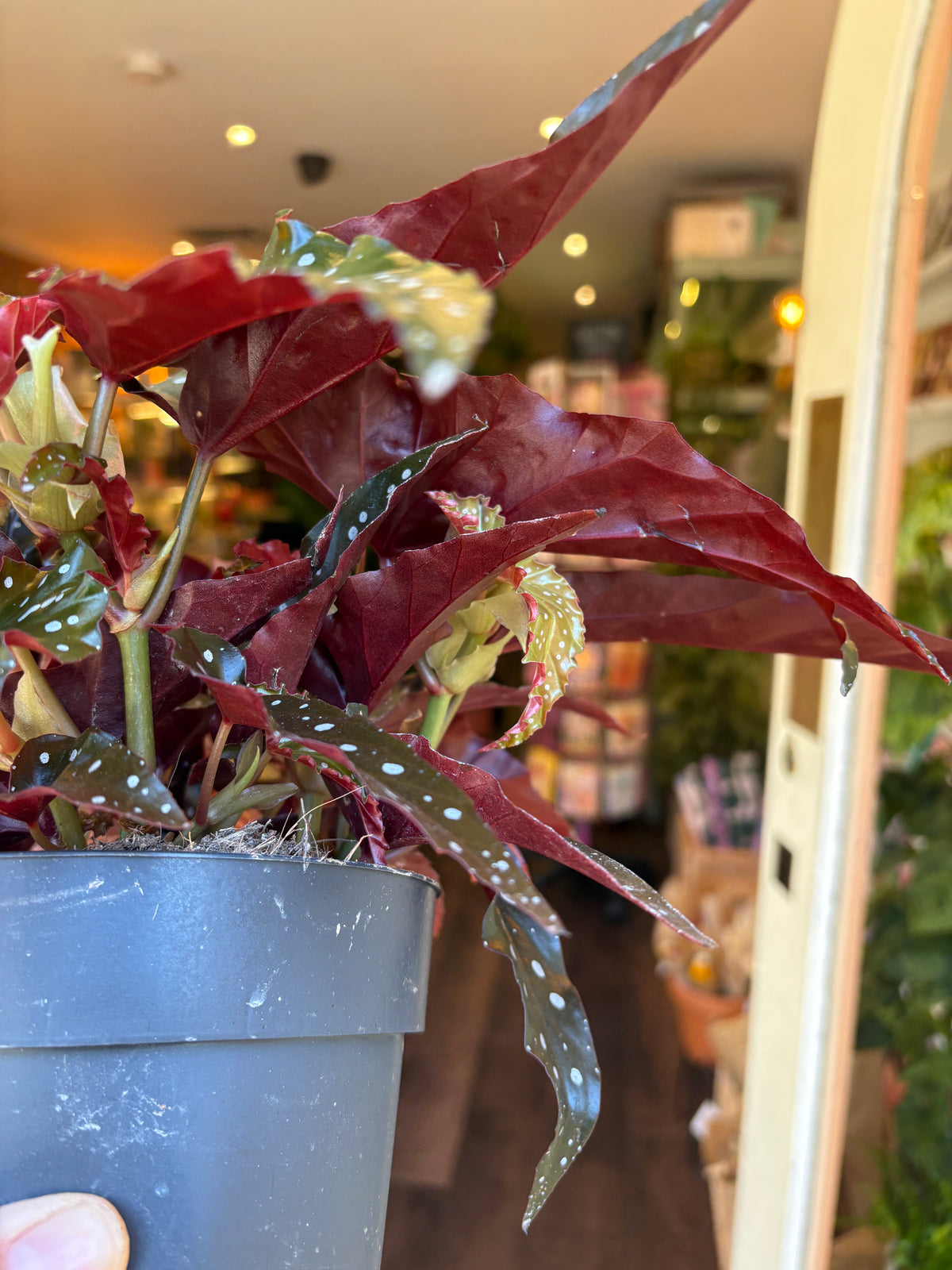 A close-up of a potted ornamental houseplant with dark burgundy-red and green spotted leaves, held in a dark gray pot against a blurred indoor background.