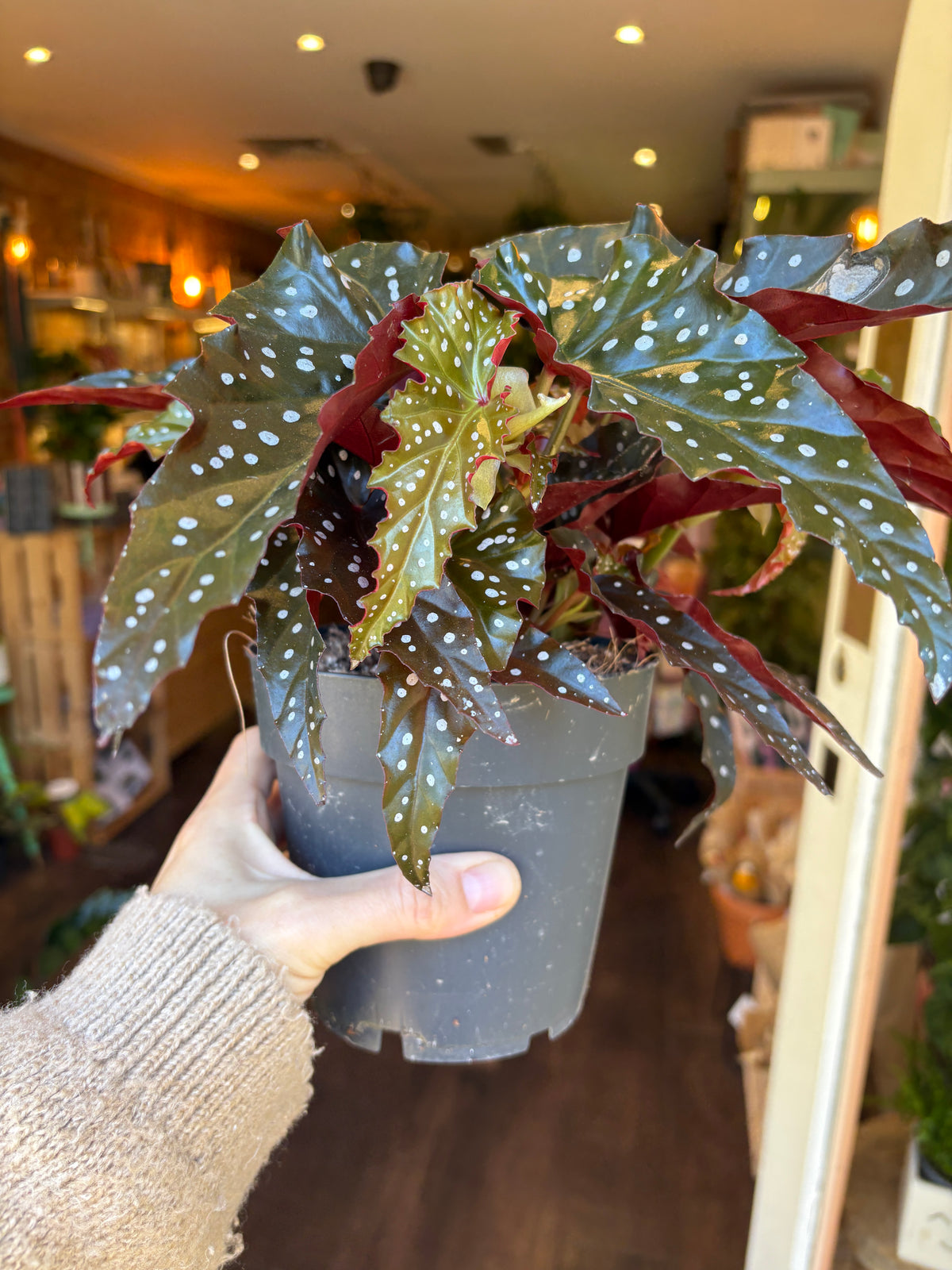 A hand holding a potted Begonia plant with variegated green and burgundy leaves with white spots, in a gray nursery pot, with a blurry indoor background.