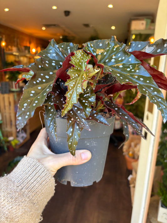 A hand holding a potted Begonia plant with variegated green and burgundy leaves with white spots, in a gray nursery pot, with a blurry indoor background.