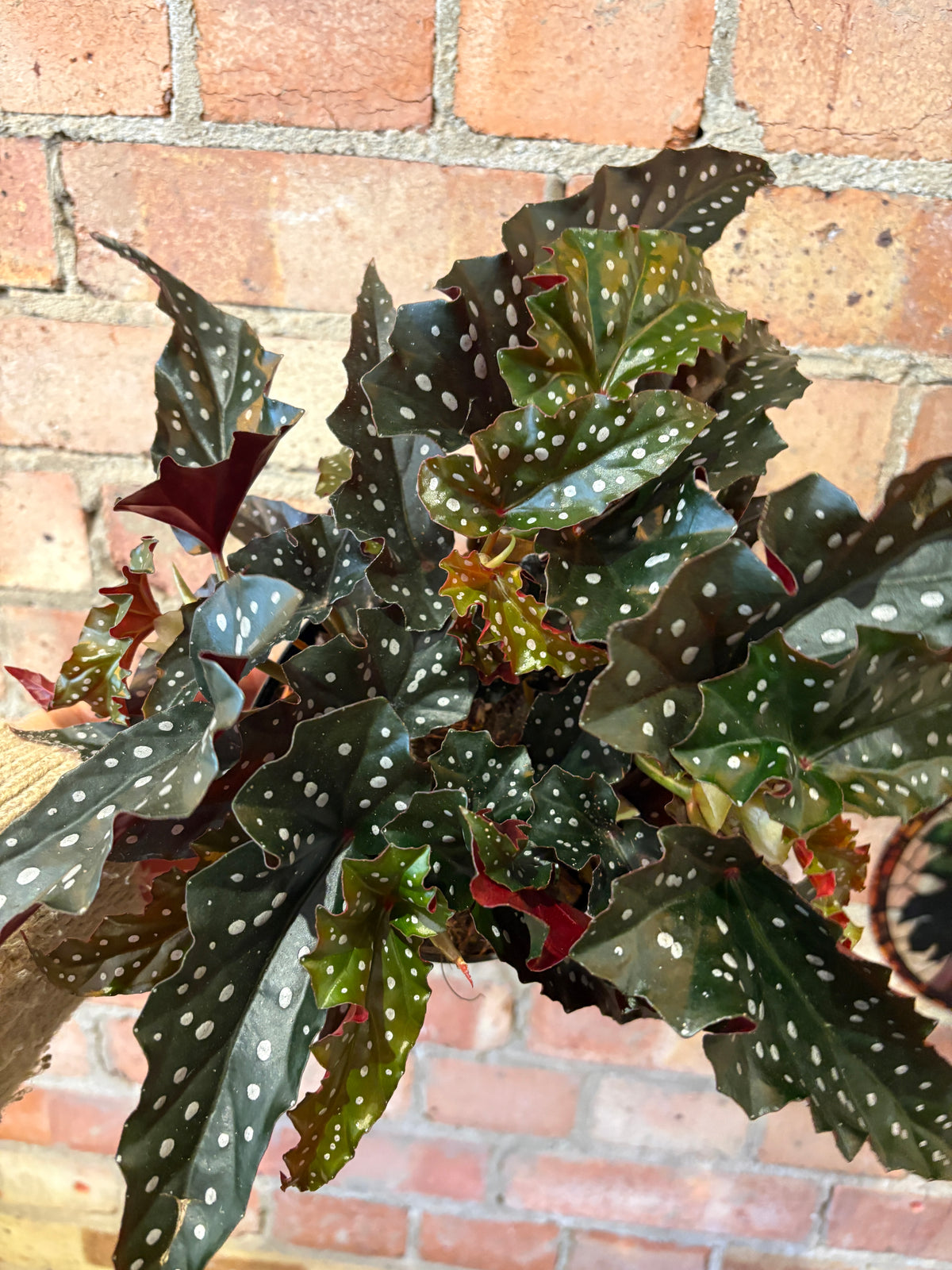 A close-up of a variegated begonia plant with dark green leaves featuring prominent white spots and wavy edges, set against a brick wall background.