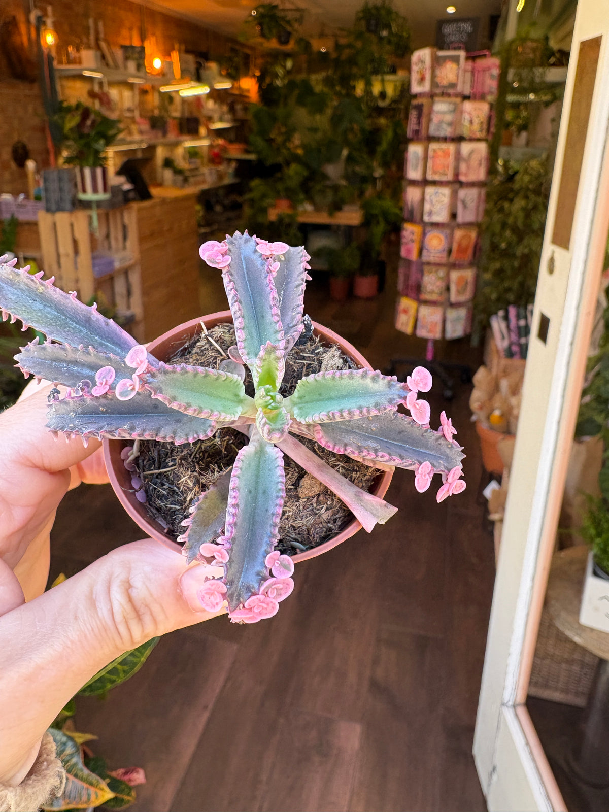 A close-up of a potted trailing succulent plant with fleshy green-blue leaves and pink ruffled edges, held in a person's hand in an indoor plant shop setting.