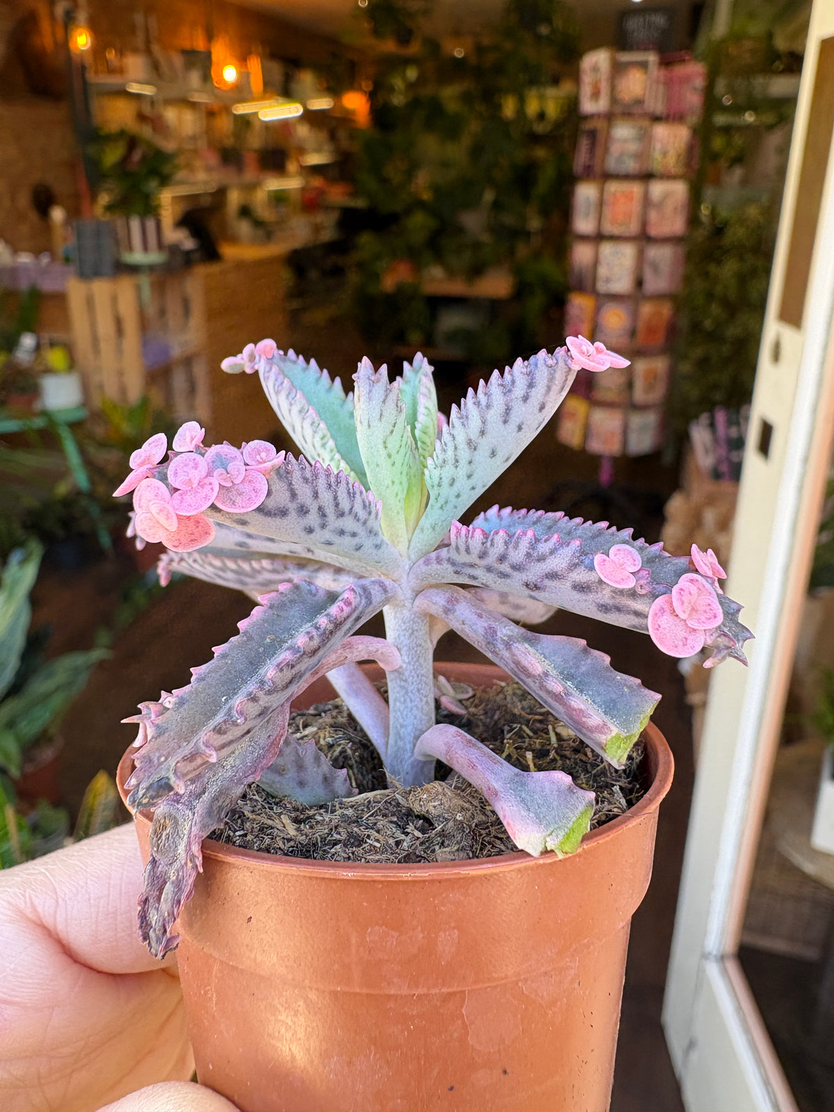A close-up of a potted succulent plant with pale green to lavender-gray leaves and small pink flowers, held in a terracotta-colored plastic pot against an out-of-focus indoor background.