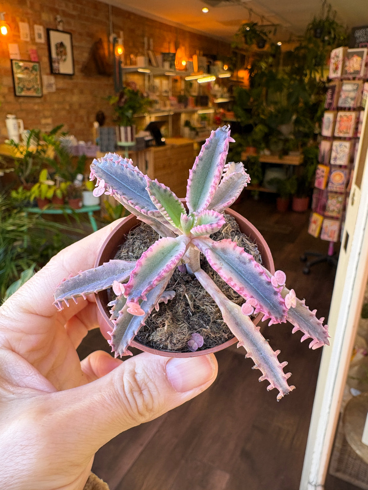 Kalanchoe ‘Pink Butterfly’ | Pink Mother of Thousands