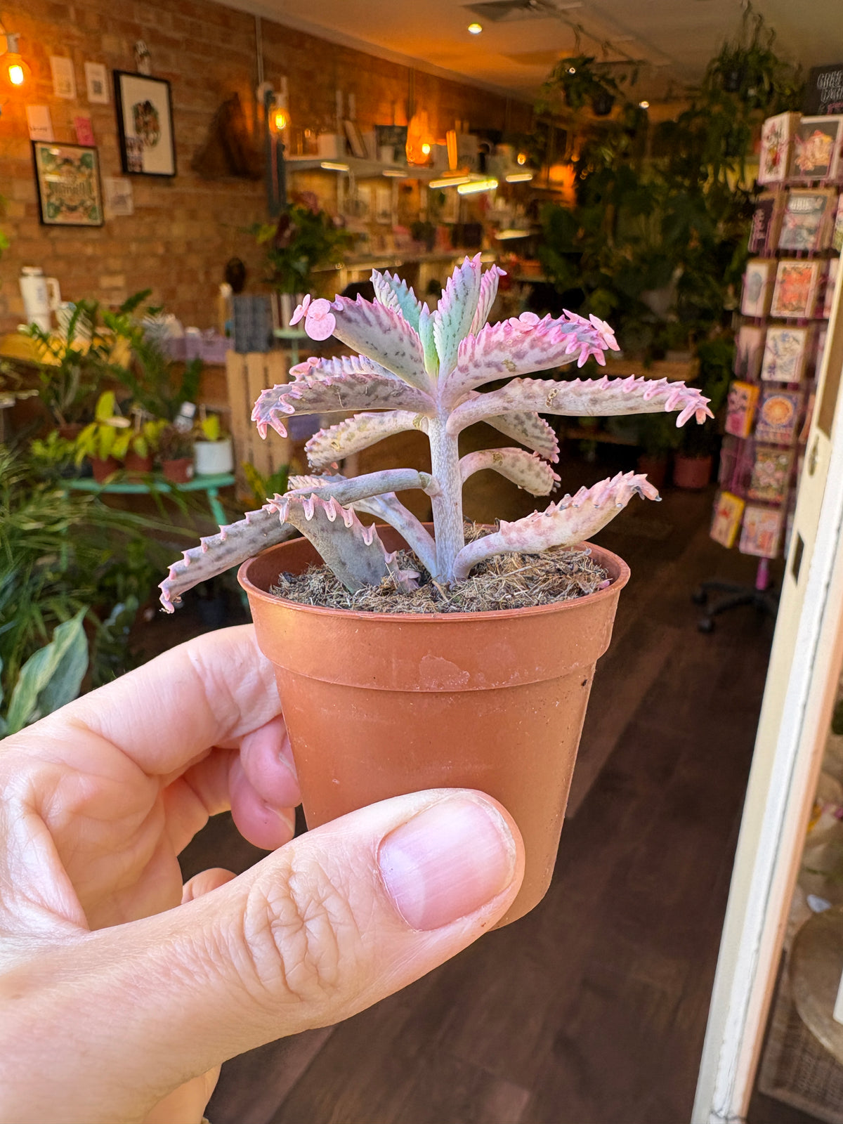 A small potted succulent plant with pinkish-purple leaves held in a person's hand, set against a blurred indoor plant shop background.