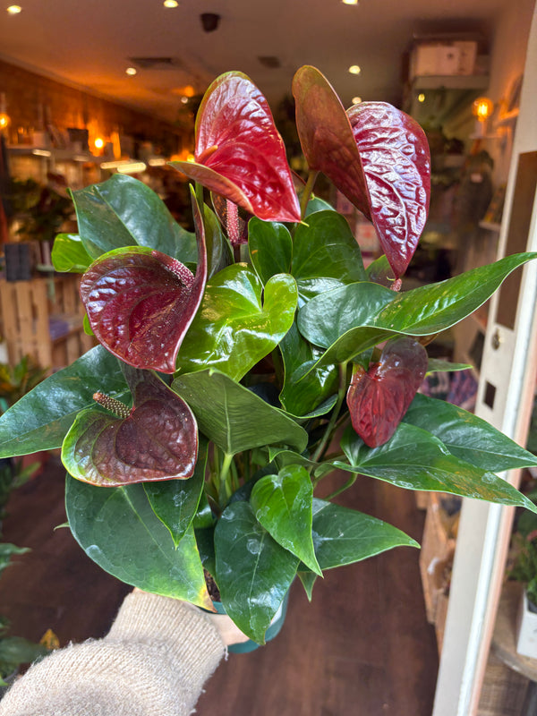 A potted Anthurium plant with glossy green and deep burgundy-red leaves, held by a hand wearing a beige knit sleeve in an indoor setting.