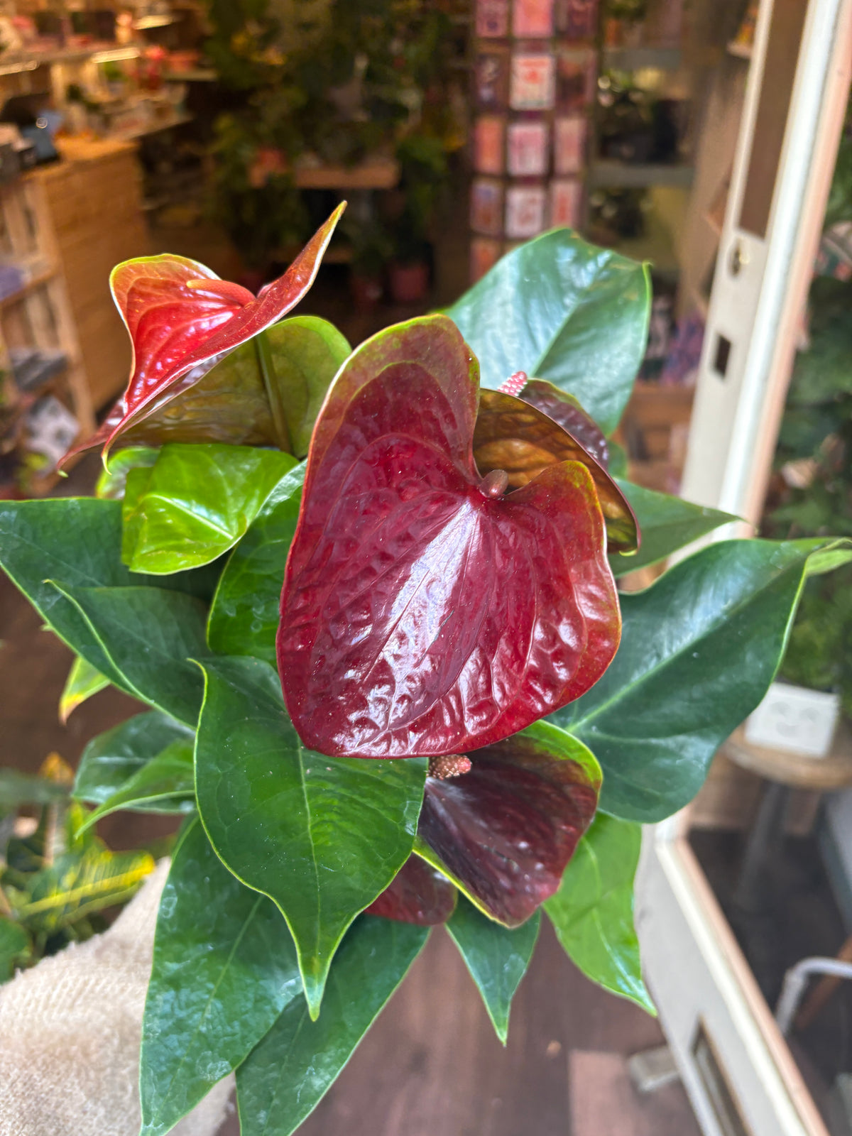 clopse up of Anthurium Andreanum Essencia flower