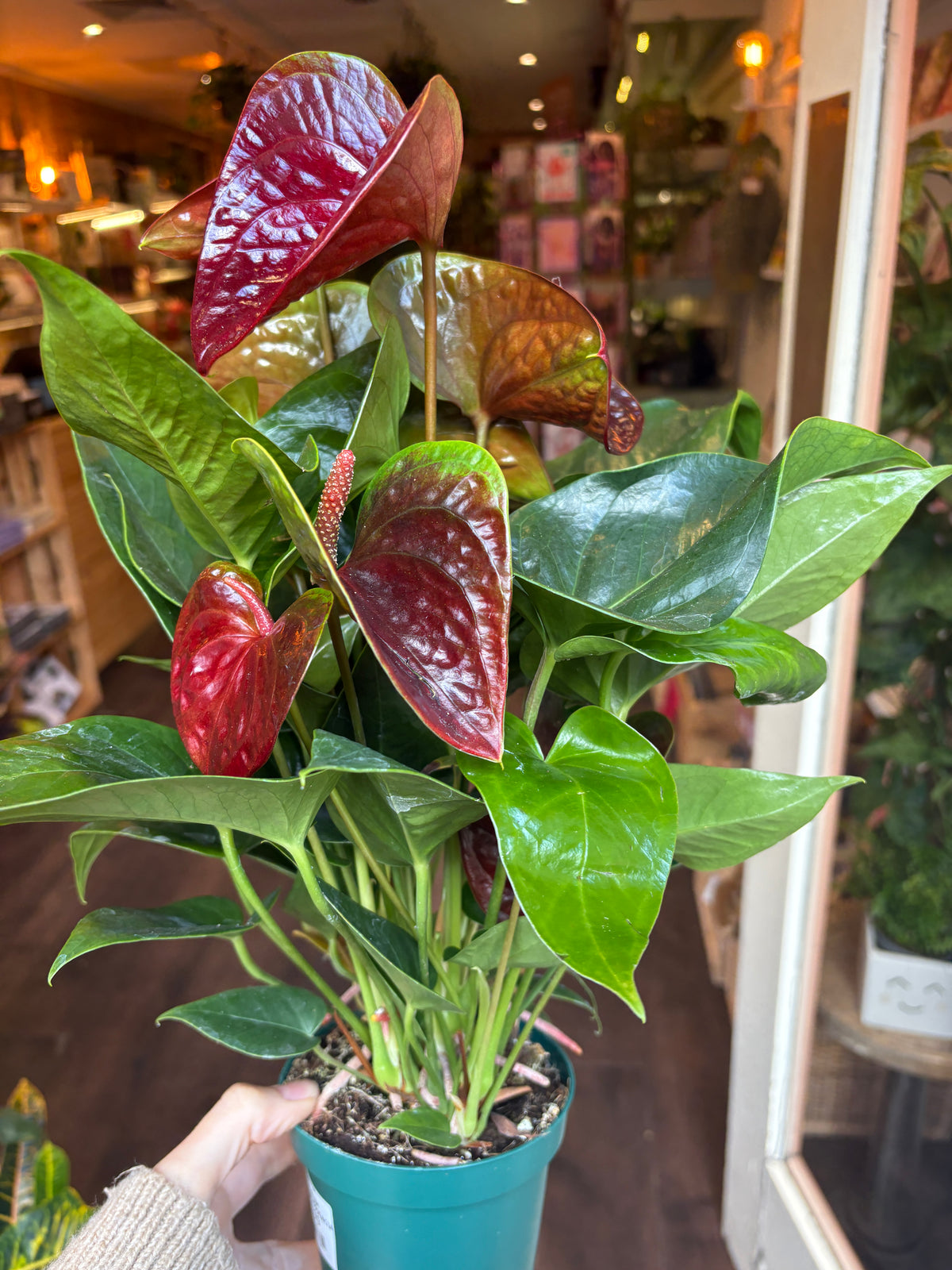 A potted Anthurium Andreanum Essencia plant with glossy green leaves and reddish-brown flowers, held by a hand in a shop setting.