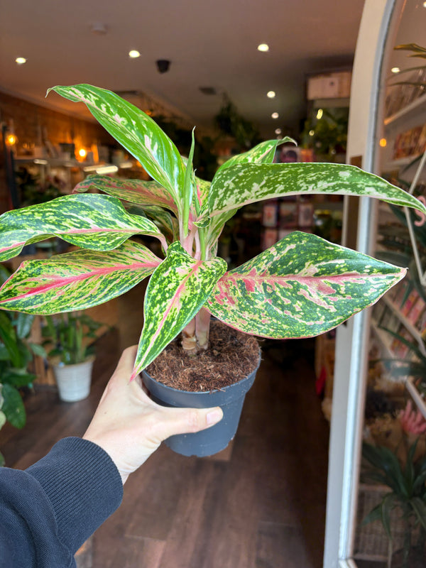 Aglaonema ‘Sprinkling Sarah’ | Chinese Evergreen