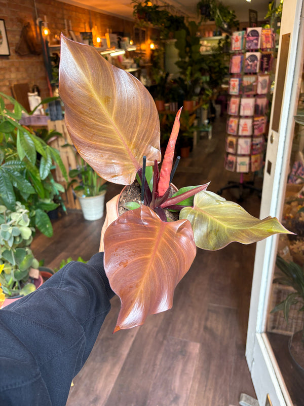A Philodendron sunlight plant with large reddish-brown and green leaves, held by a person in a shop filled with other plants and home decor.