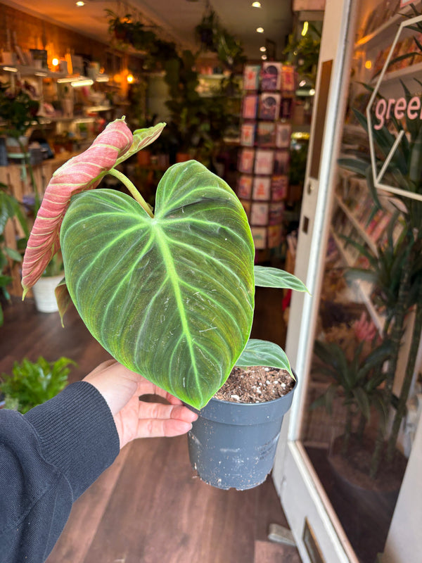 A person's hand holding a potted philodendron choco red plant with a large green leaf and a pinkish-red new leaf, in a dark plastic nursery pot, with a blurred indoor shop background.