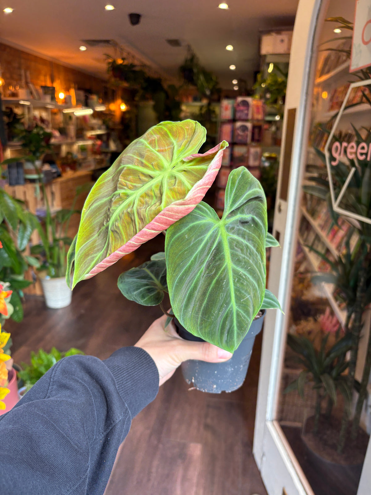 A person holding a potted Philodendron choco red plant in a nursery or greenhouse setting, with the large green leaves showing pinkish-red margins against a blurred indoor background.