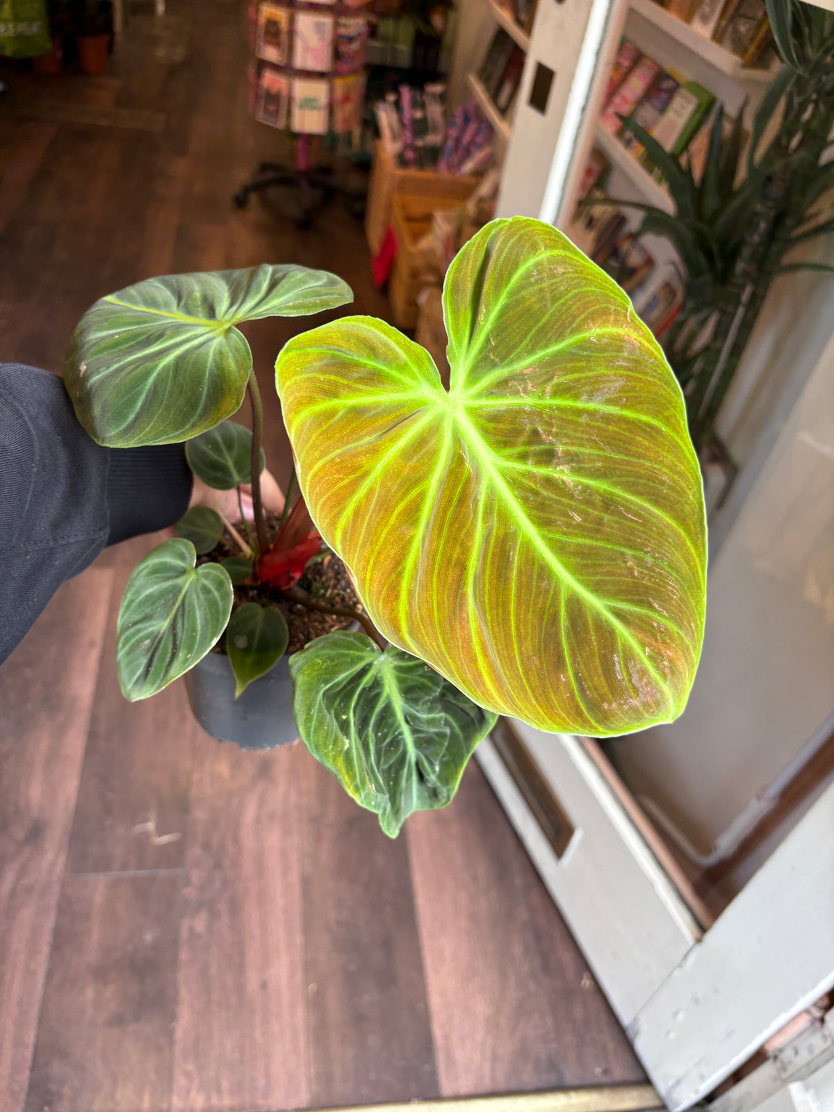 A potted philodendron choco red plant with a prominent bright yellow-green heart-shaped leaf and smaller green leaves, held by a person in a home or nursery setting with a wood floor visible in the background.