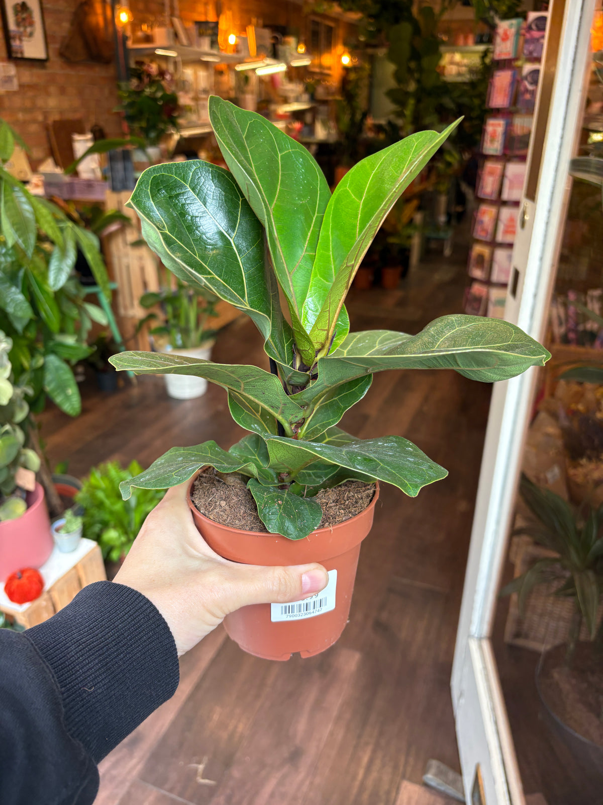 A person's hand holding a potted Fiddle-leaf Fig plant in a terracotta-colored nursery pot, photographed from above in what appears to be a plant store or greenhouse.