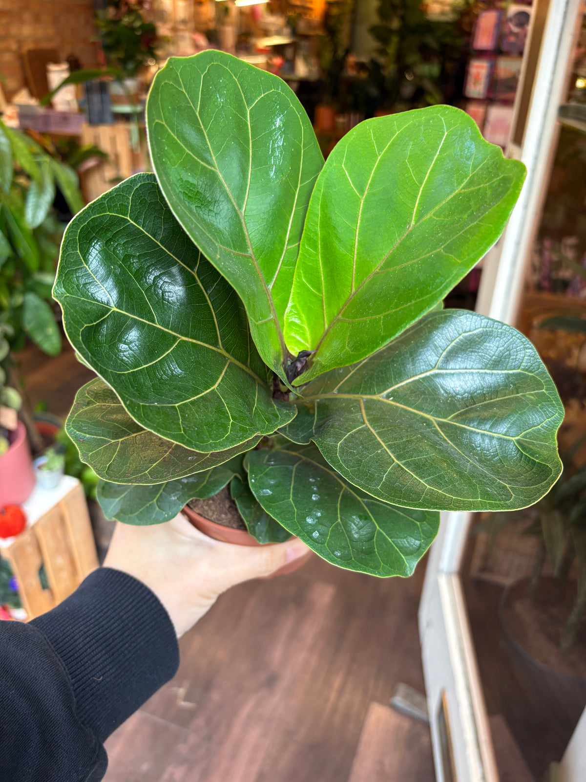 A potted fiddle-leaf fig plant with large glossy green leaves being held by a person's hand in what appears to be a plant store or indoor nursery setting.
