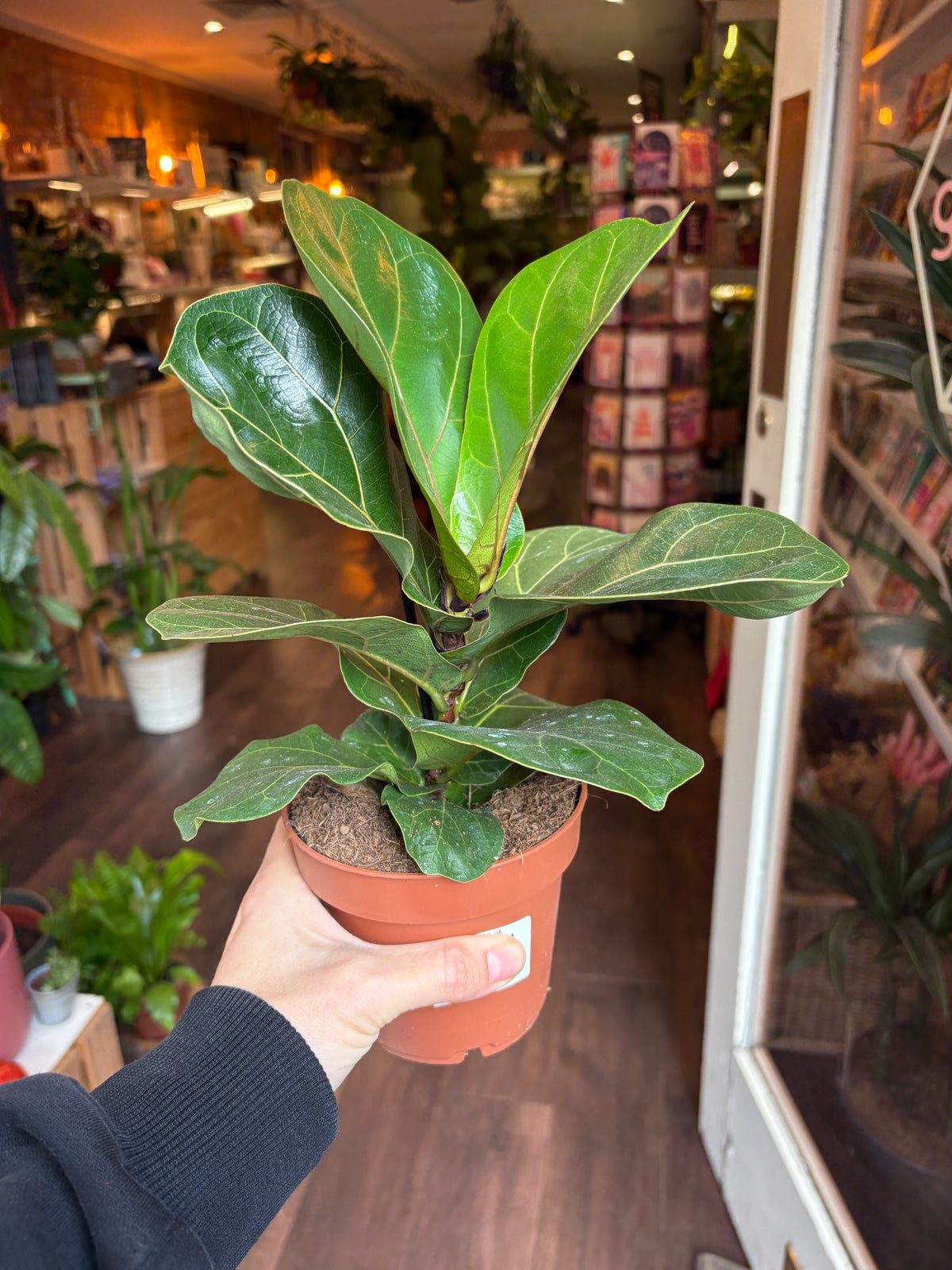 A fiddle-leaf fig plant in a terracotta-colored plastic pot being held by a person's hand in a plant store.