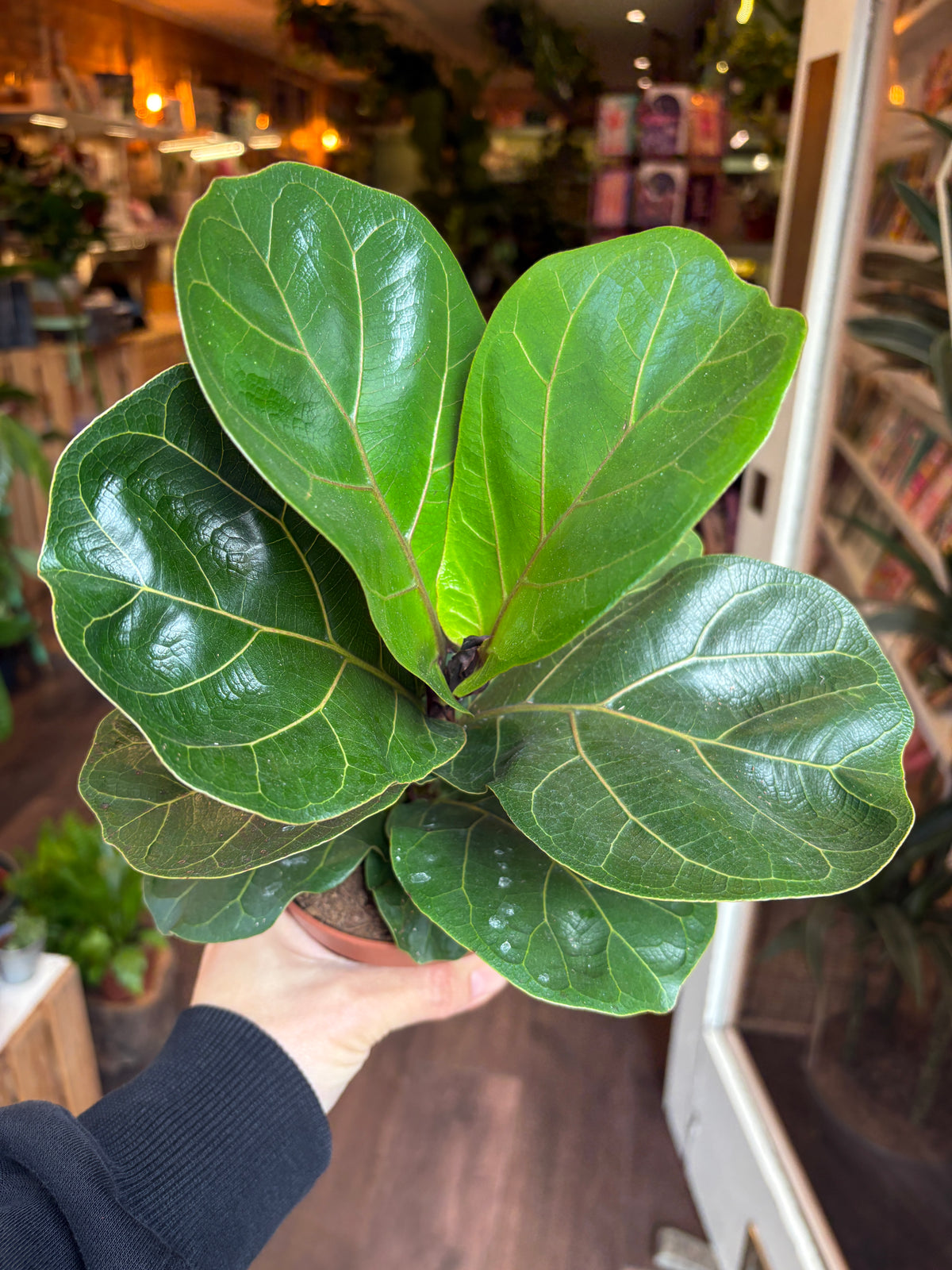 A fiddle-leaf fig plant with large glossy green leaves being held by a person's hand in a shop setting.