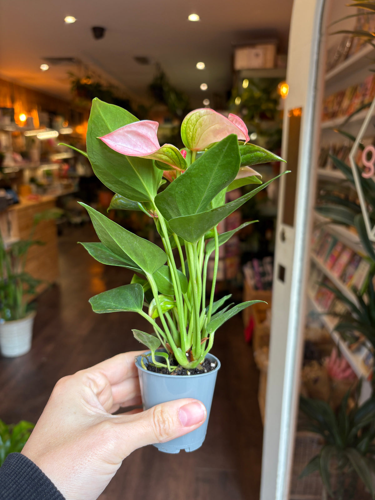 A hand holding a small potted Anthurium plant with green leaves and pink flowers in a light blue plastic pot, set against a blurred indoor shop background.