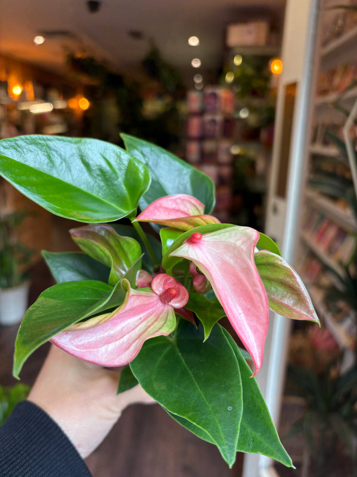 A close-up of a pink and green Anthurium plant being held by a person's hand in a shop setting with a blurred background.