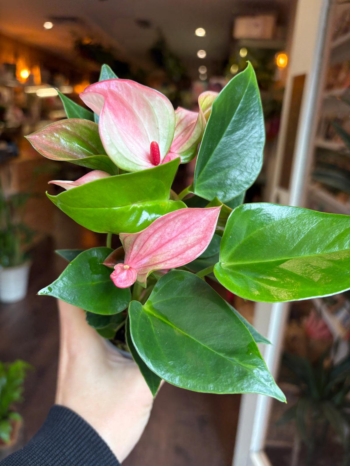 A close-up of a live Anthurium plant with glossy green leaves and pink-and-white flowers, being held by a person's hand in an indoor setting.