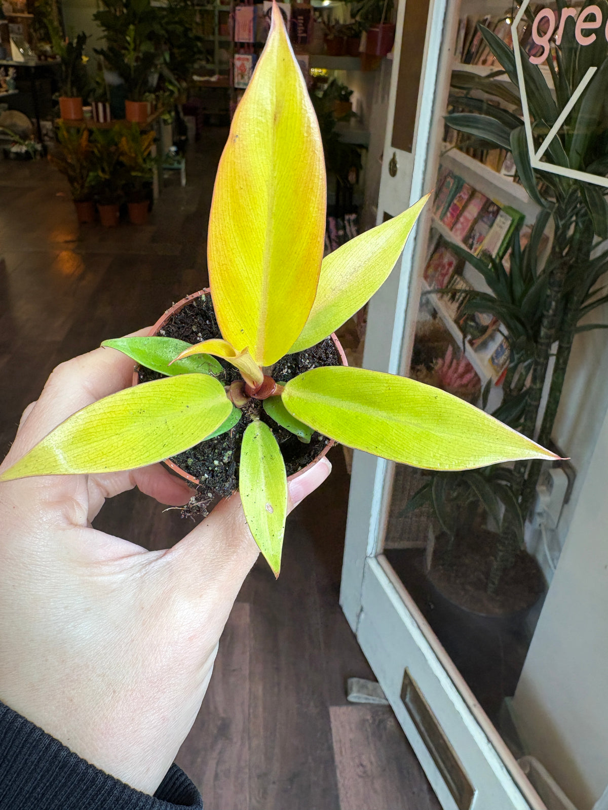 A person's hand holding a small potted houseplant with bright yellow-green leaves, photographed indoors against a blurred background of shelves and plants.
