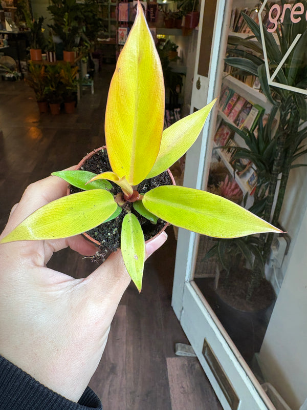 A person's hand holding a small potted houseplant with bright yellow-green leaves, photographed indoors against a blurred background of shelves and plants.