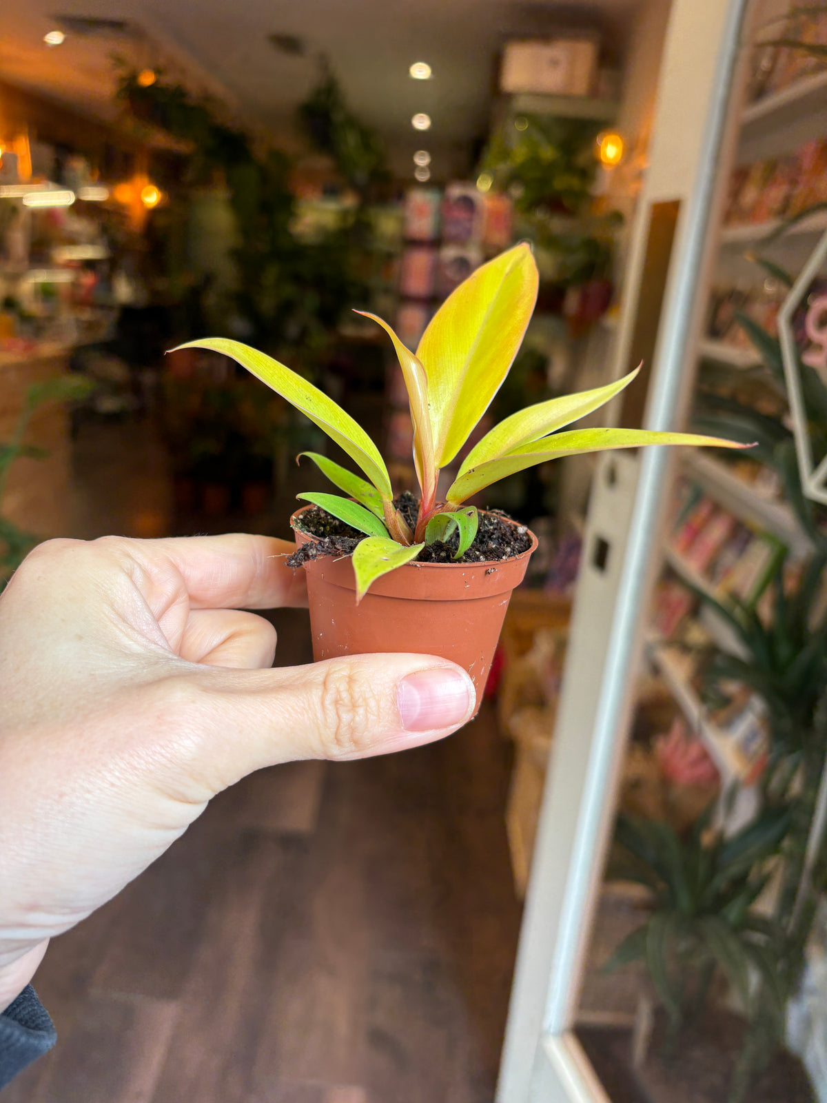 A hand holding a small Philodendron ‘Prince of Orange’ with bright yellow-green and green variegated leaves in a classic terracotta pot, set against a blurred indoor background.