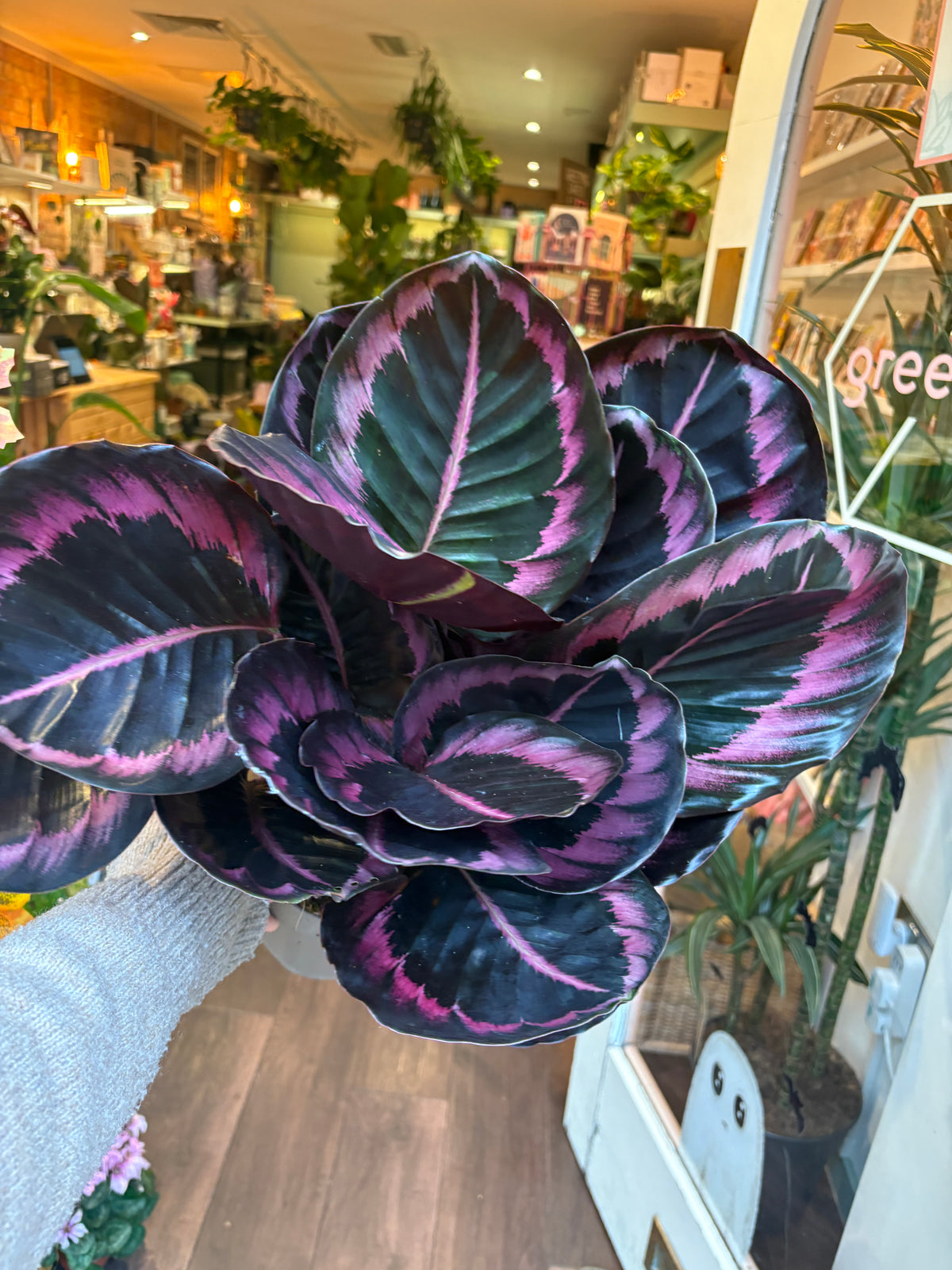 Calathea roseopicta ‘Jessy’