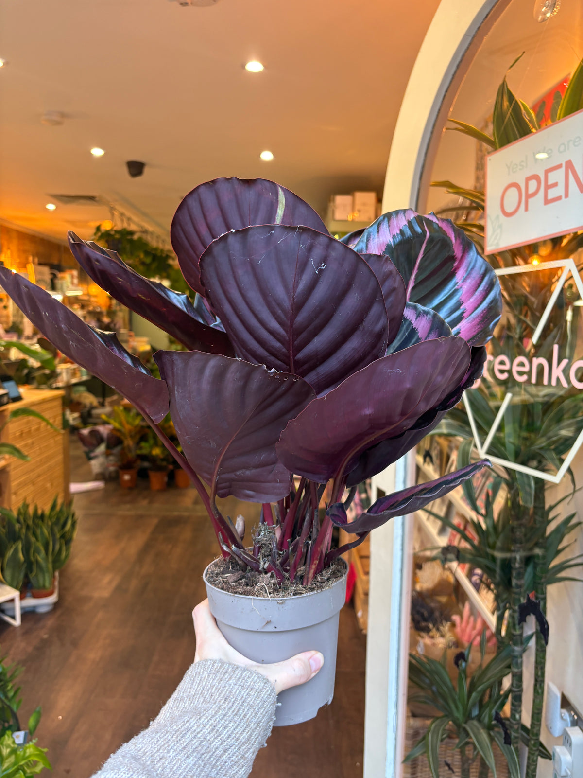 Calathea roseopicta ‘Jessy’
