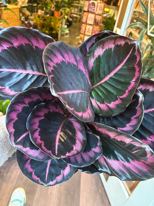 Calathea roseopicta ‘Jessy’