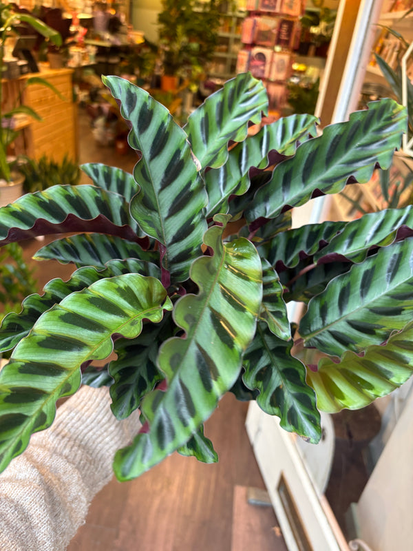 A close-up of a Calathea Oxyreca plant with wavy green and dark gray striped leaves and reddish-purple undersides, held by a hand wearing a beige knit sleeve in a plant store.