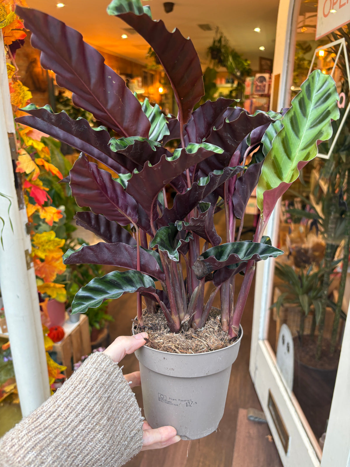 A potted Calathea Oregana plant with deep burgundy-purple and green leaves, held by a hand wearing a beige knit sweater in a shop setting.