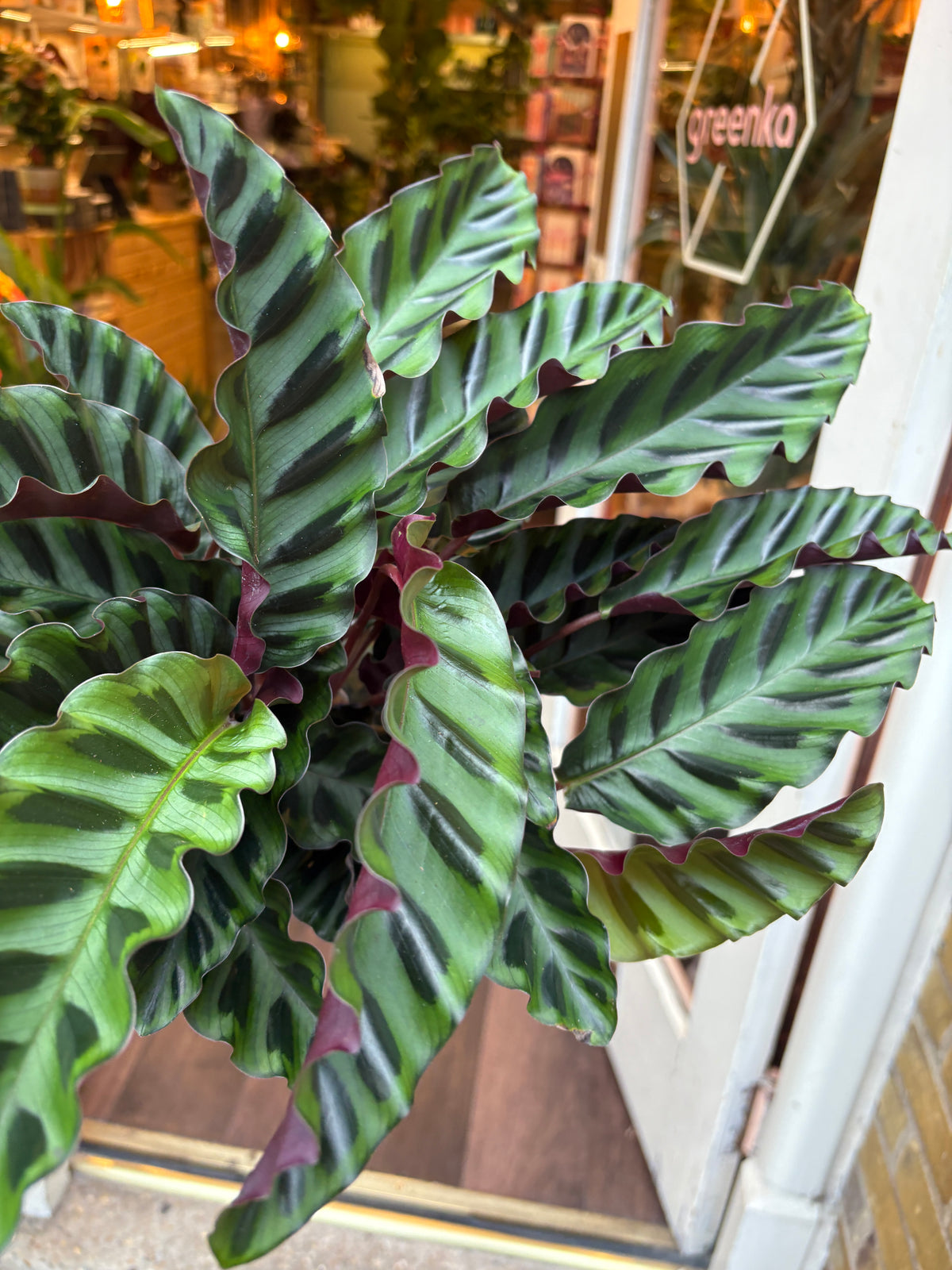 A close-up of a Calathea Velvet glory houseplant with wavy green leaves featuring dark purple stripes and reddish-purple undersides, photographed in front of a shop window.