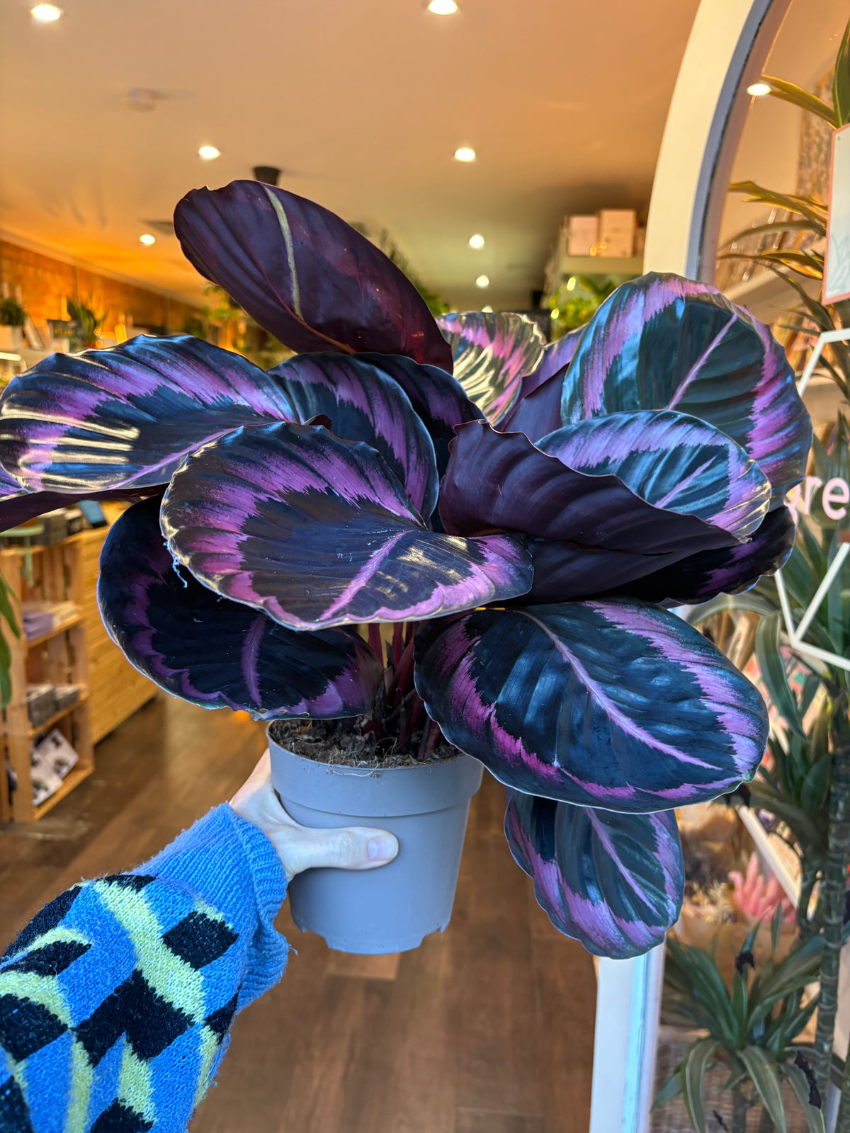 A potted Calathea plant with dark purple and blue variegated leaves held by a person wearing a blue and green knit sweater, in a plant store.