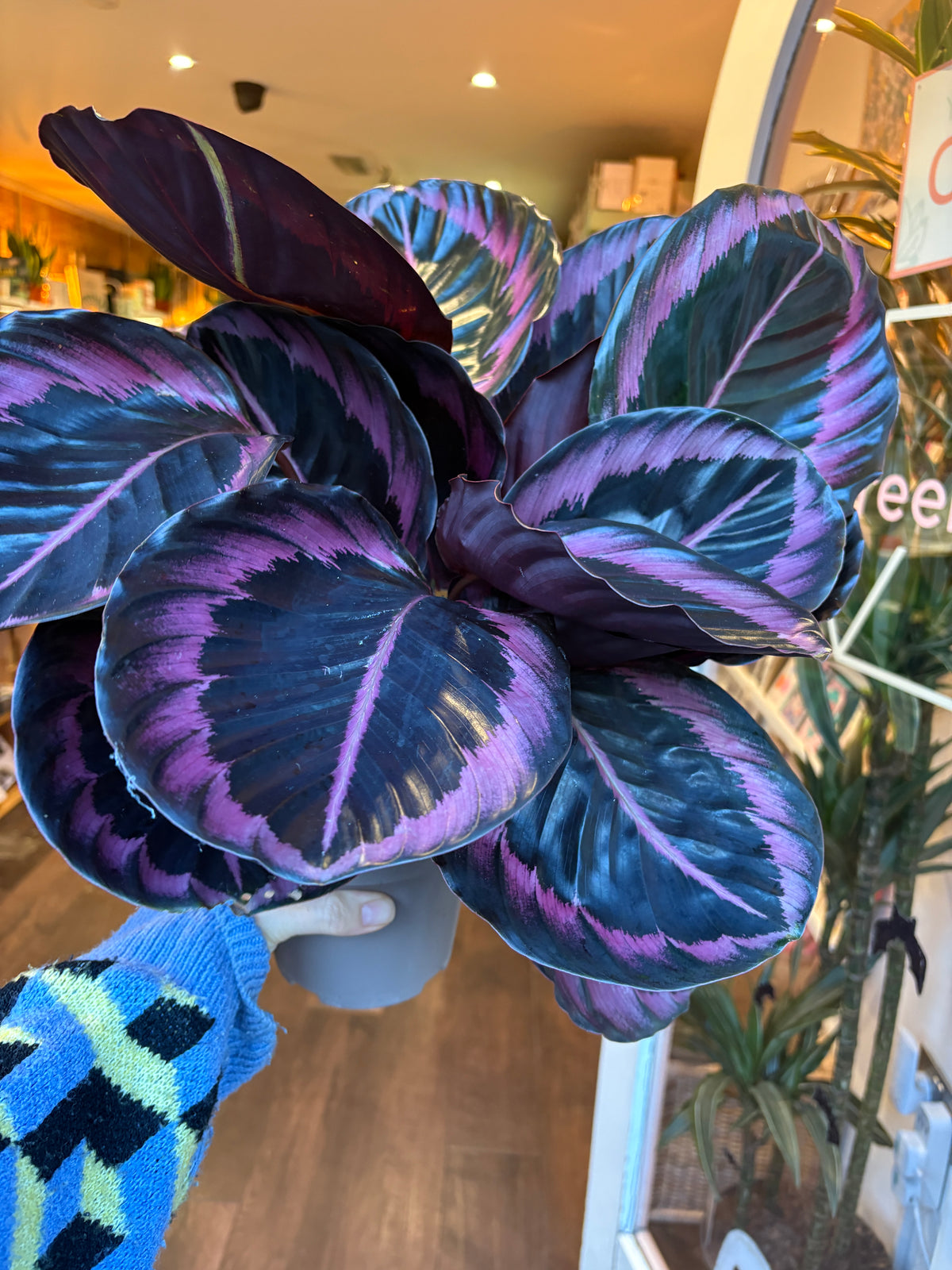 A Calathea Oxyrhincha plant with striking purple and dark green variegated leaves, held by a hand wearing a blue and green striped knit sweater in a plant store.