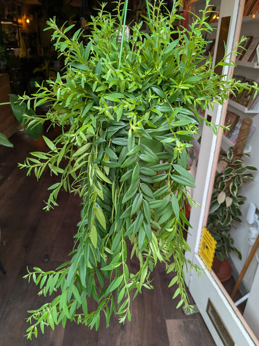 Hanging green plant in a room with wooden floor and white shelves.