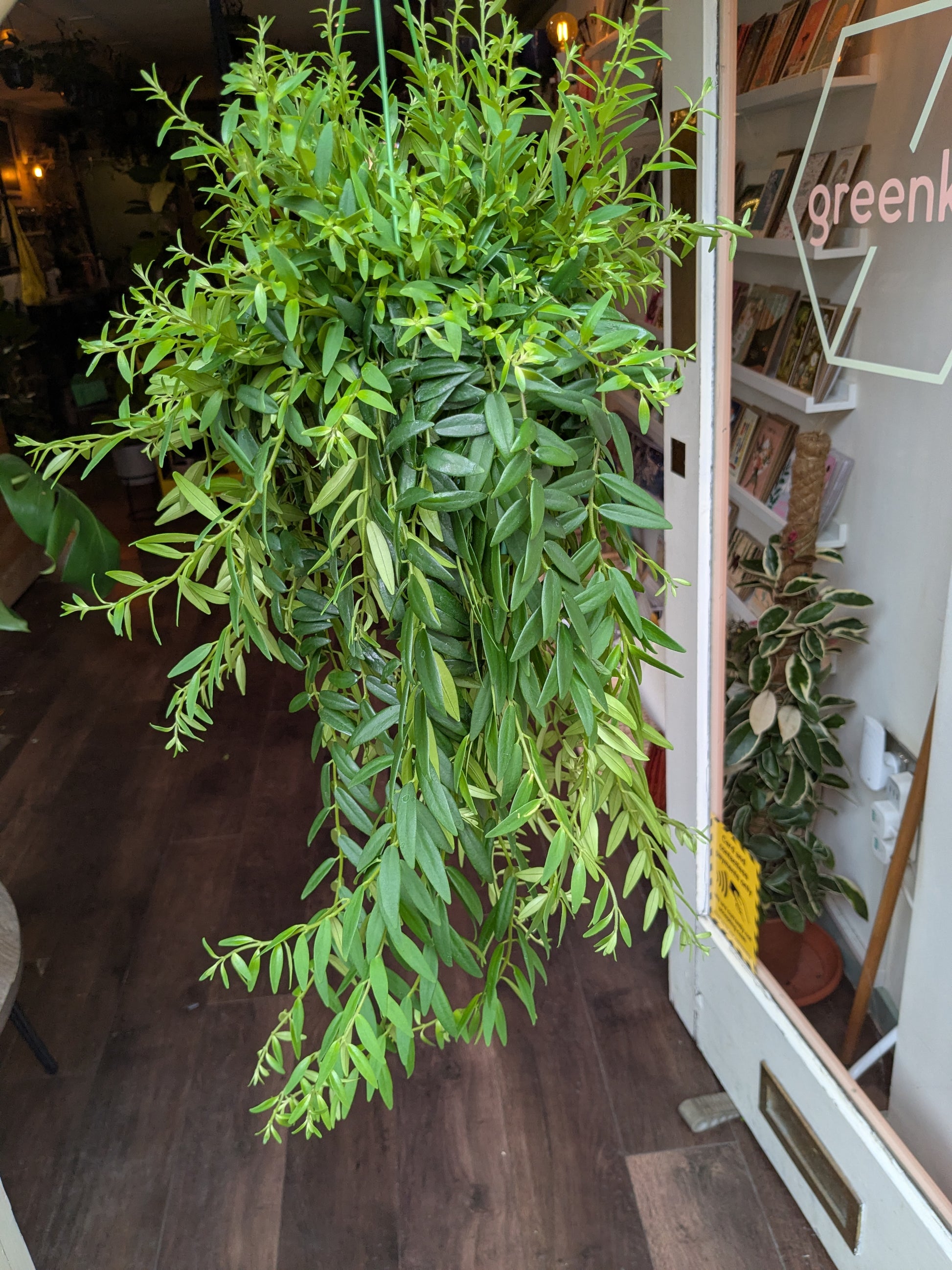 Hanging green plant in a store setting with a visible 'Green' sign.