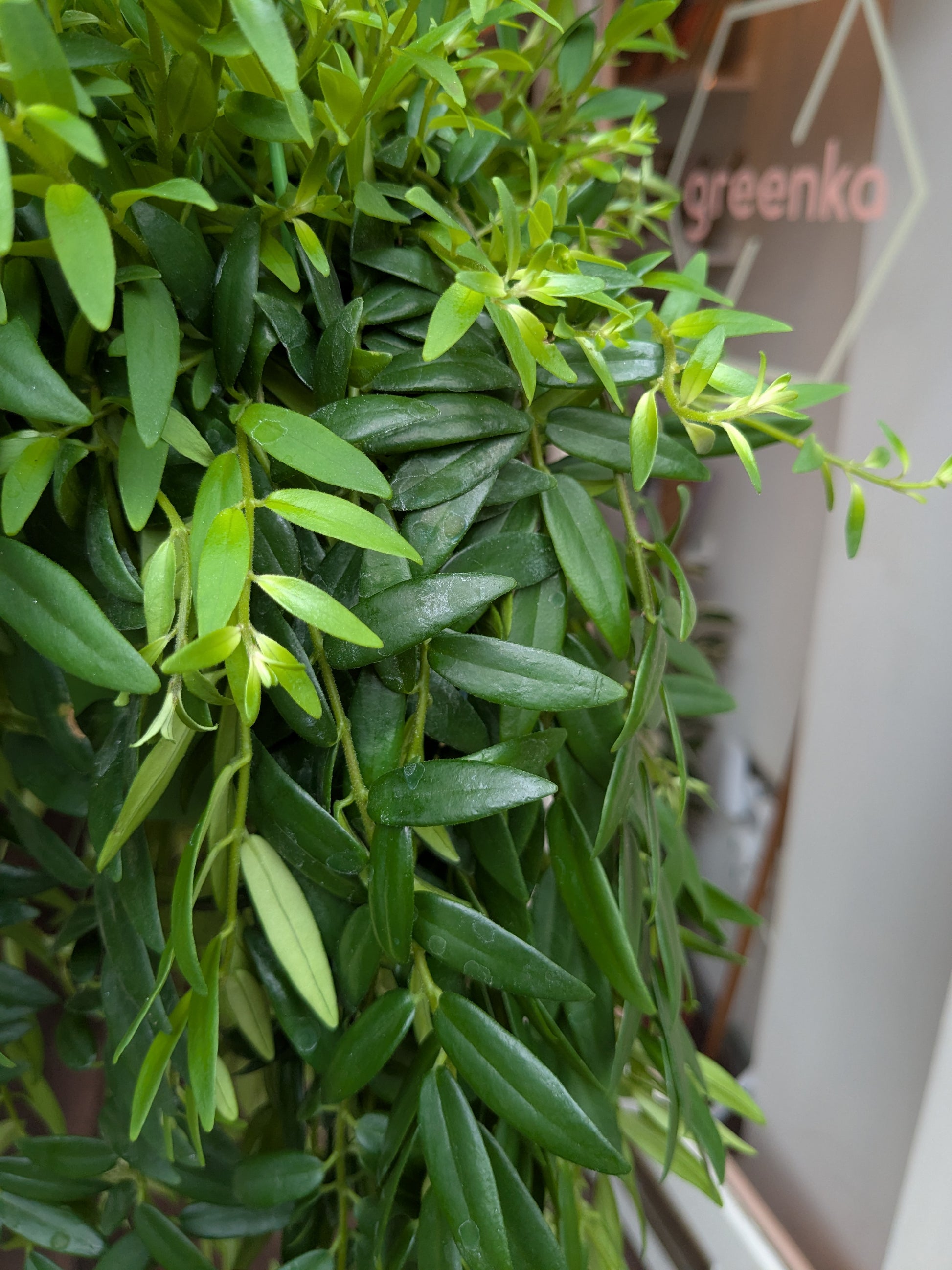 Hanging green plant with 'Greenka' branding in the background