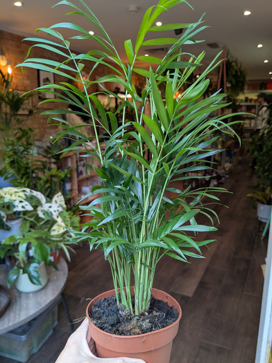 Potted plant held by a person in an indoor setting with wooden flooring and other plants in the background.