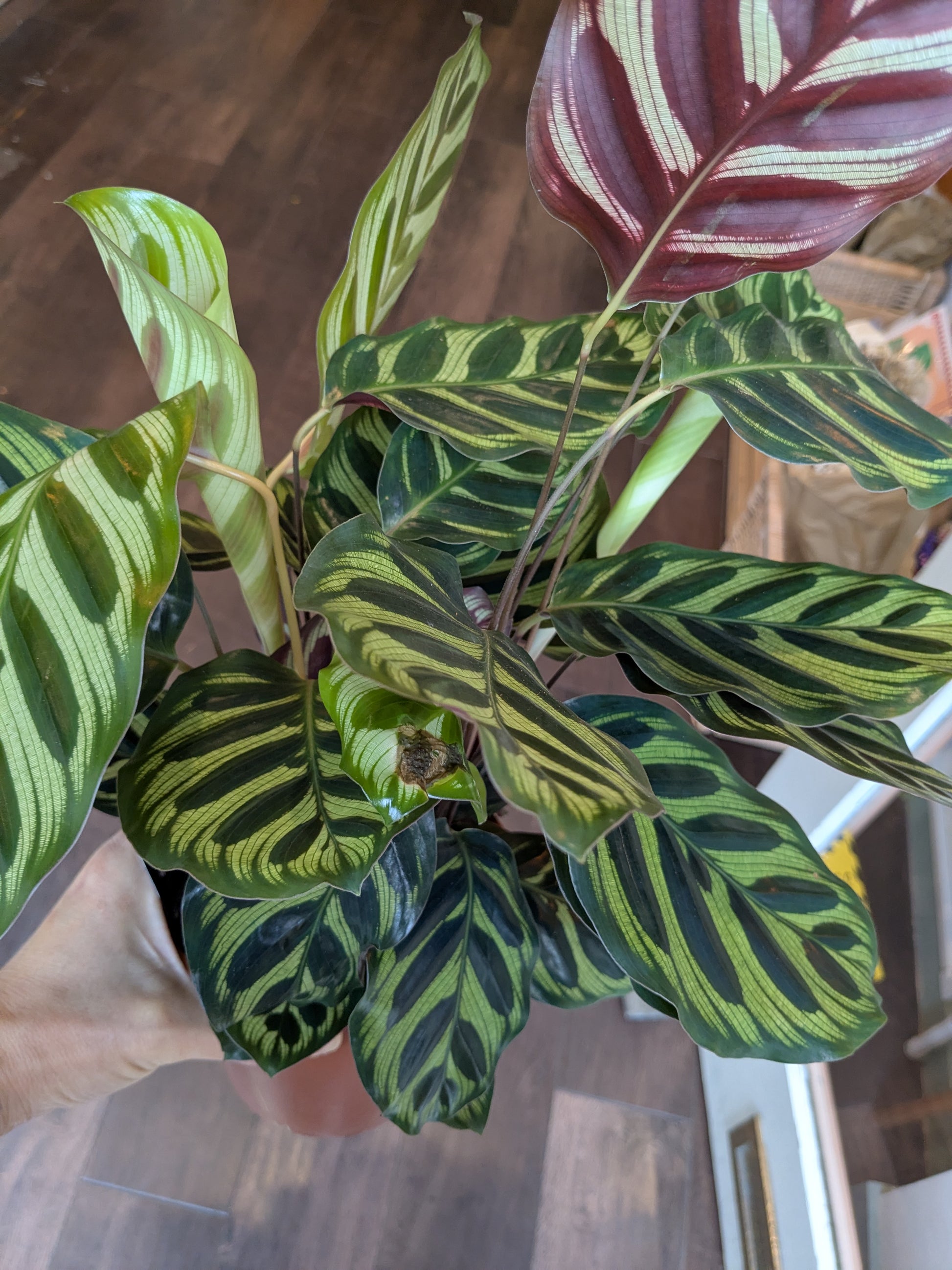 Potted plant with striped leaves on a wooden floor